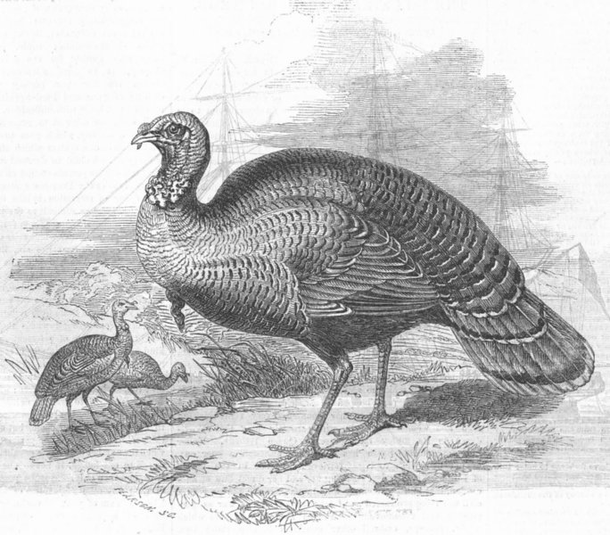 BIRDS. The wild Turkey, antique print, 1853