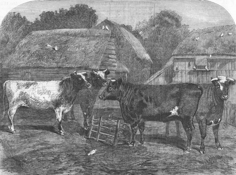 Associate Product COWS. Improved short-horns, purchased for US, antique print, 1853
