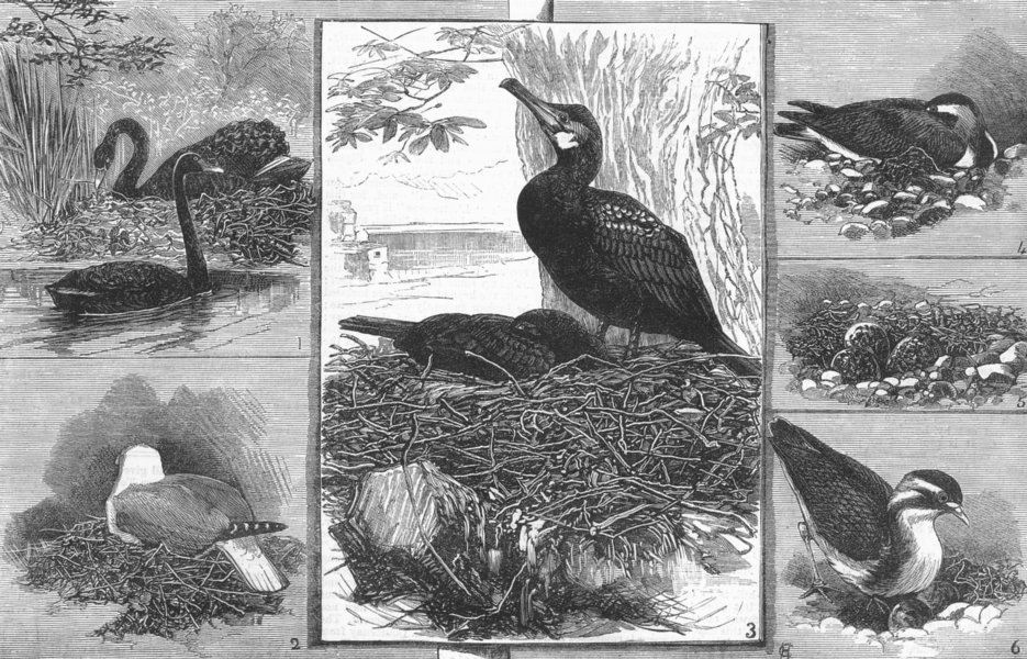Associate Product BIRDS. Black Swan, Gull, Cormorant, Peewit, antique print, 1883