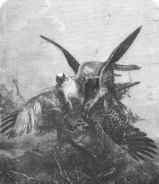 Associate Product BIRDS. Gerfalcons striking a kite, antique print, 1856