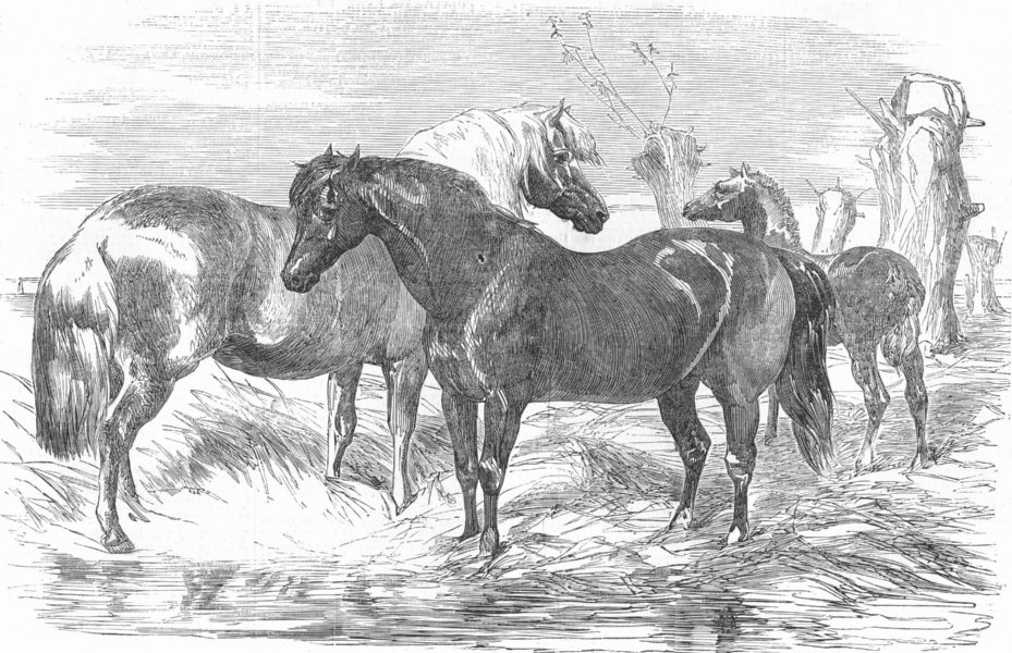 HORSES. Ponies-Prize Reed; -, antique print, 1853