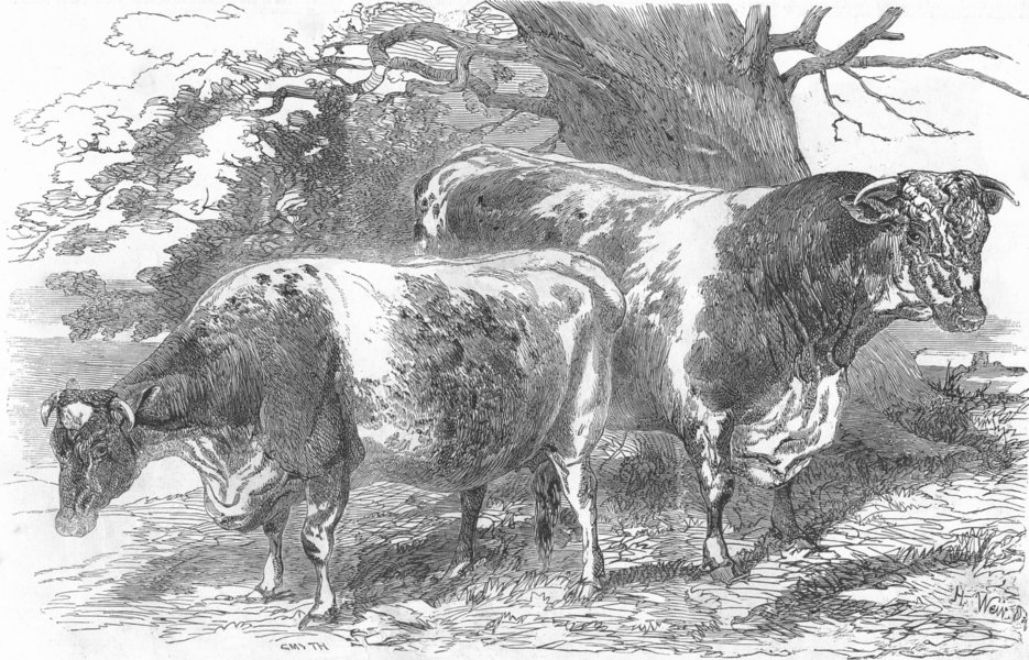 Associate Product COWS. Herefords-Prize Smith; -Lord Berners, antique print, 1853