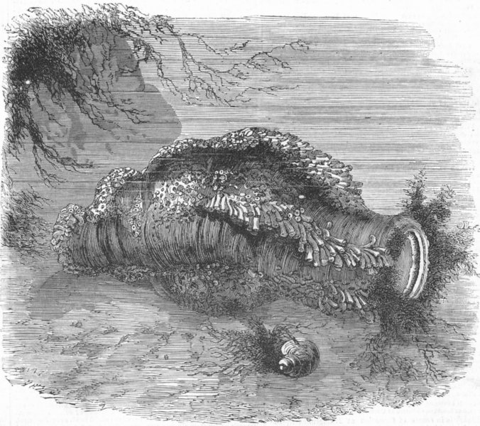 Associate Product FISH. Sea-Cucumber, antique print, 1855