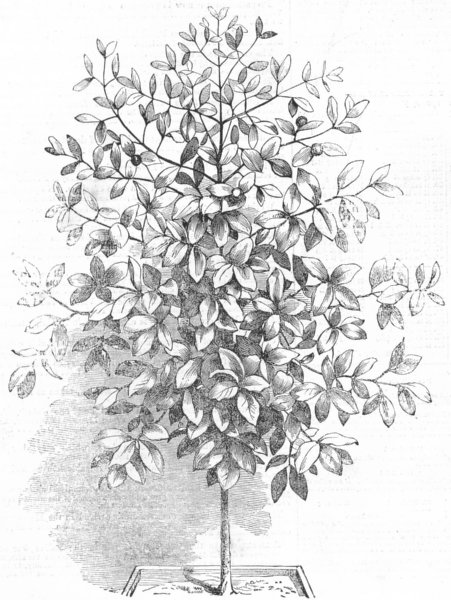 FRUIT. Mangosteen(Garcinia Mangostana), antique print, 1855