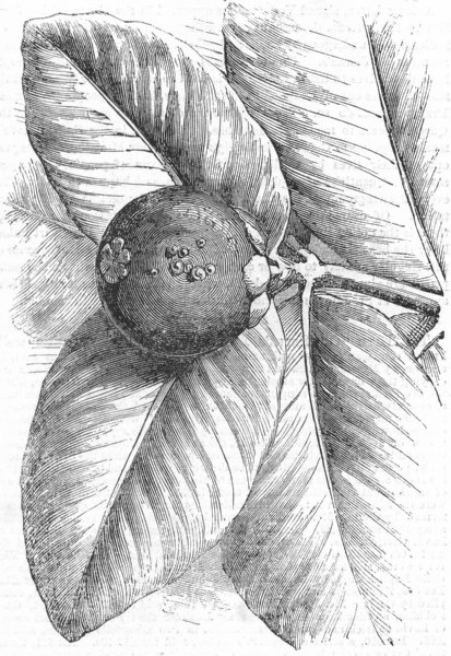 Associate Product LONDON. Fruit of Mangosteen, Sion House, antique print, 1855