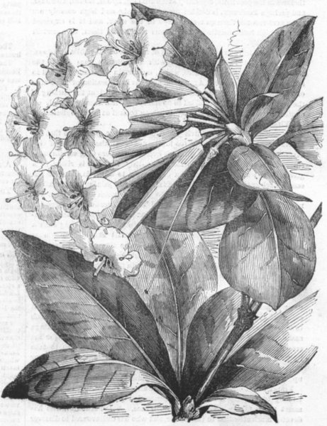 FLOWERS. Jasmine-flower Rhododendron, antique print, 1855