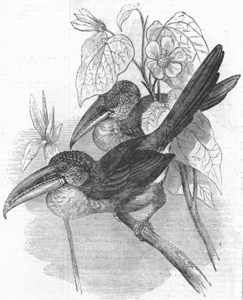 Associate Product BIRDS. Curl-Crested Aracari(Beuharnasius Ulocomus), antique print, 1855