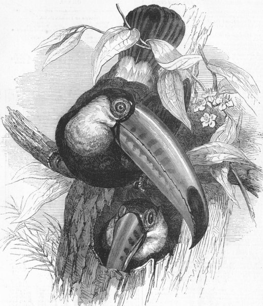 Associate Product BIRDS. Toco Toucan(Ramphastos), antique print, 1855