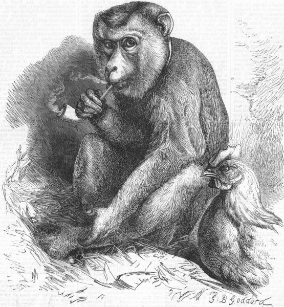 INDIA. Andaman monkey smoking pipe, antique print, 1869