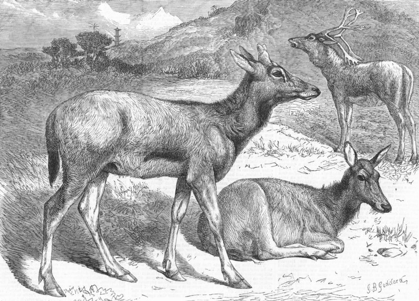 CHINA. Chinese deer, antique print, 1869