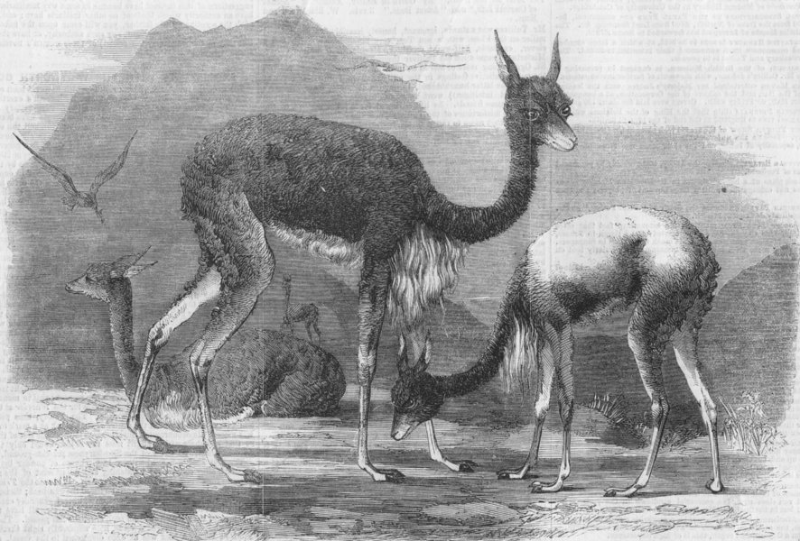 Associate Product ANIMALS. Group of Vicunas, antique print, 1860
