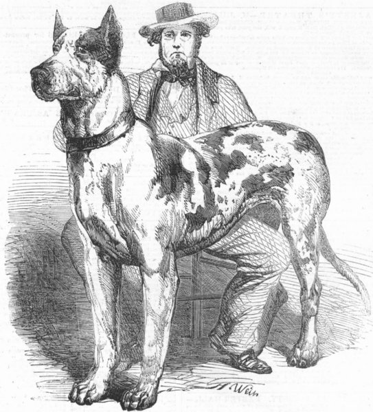 Associate Product DOGS. The great American dog Prince, antique print, 1857