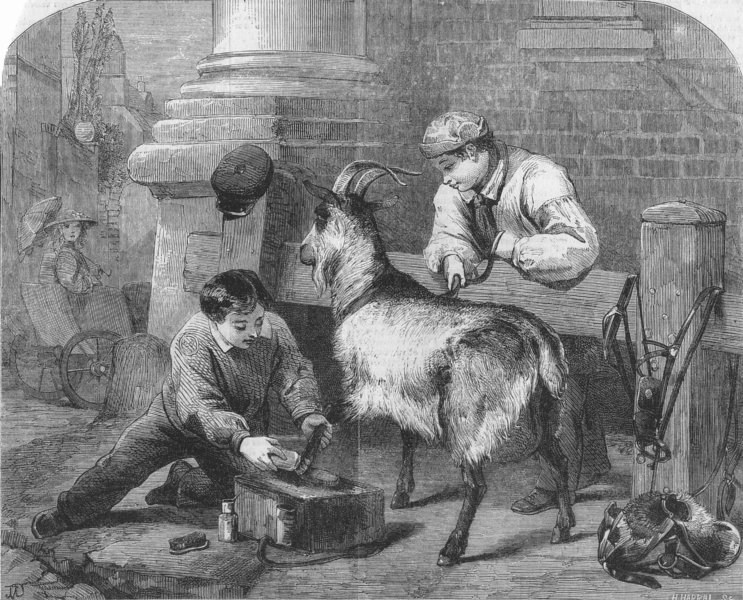 Associate Product ANIMALS. Got a job, antique print, 1867