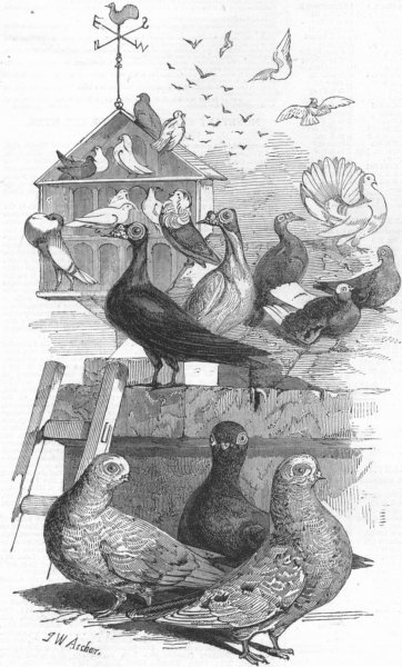 Associate Product BIRDS. Prize almond tumblers, antique print, 1847