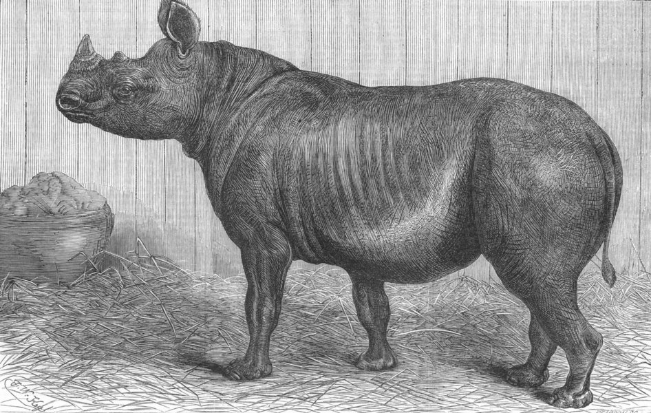 ANIMALS. 2-horned Rhinoceros 1868 old antique vintage print picture