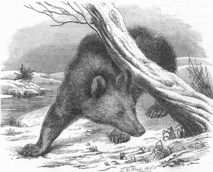 Associate Product GEORGIA. Circassian bear, antique print, 1855