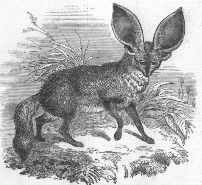 Associate Product FOXES. Long-eared fox, antique print, 1847