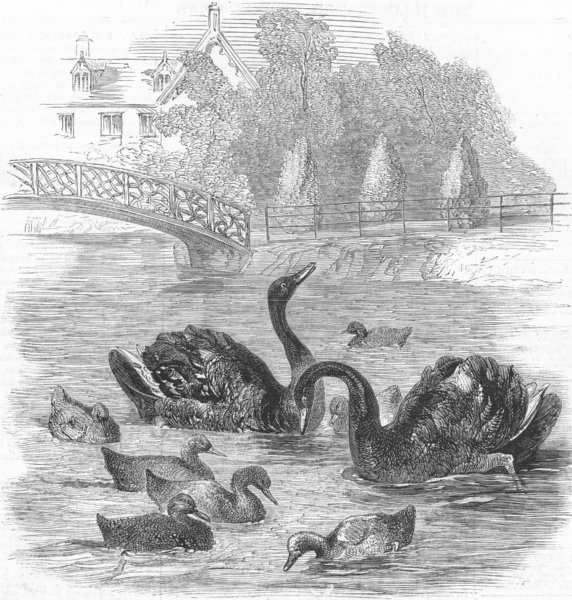 Associate Product SURREY. Black swans & young, Culvers, Gurney , antique print, 1859