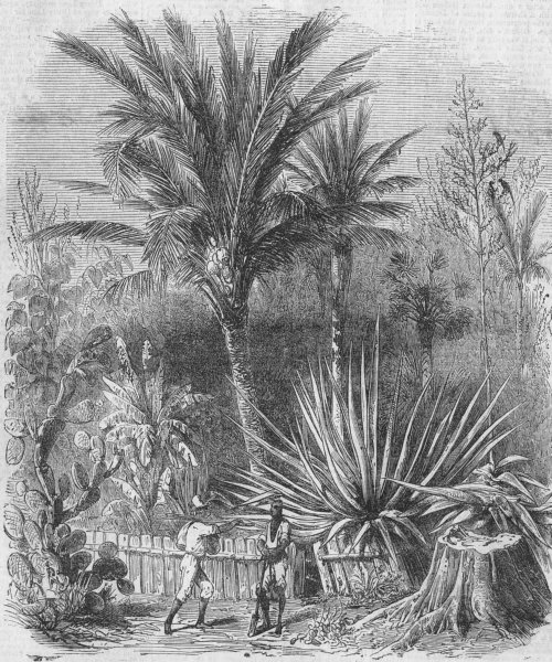 Associate Product BOTANICAL. Garden of planter's House, antique print, 1860