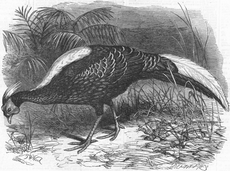 Associate Product BIRDS. Swinhoe's Pheasant, antique print, 1865
