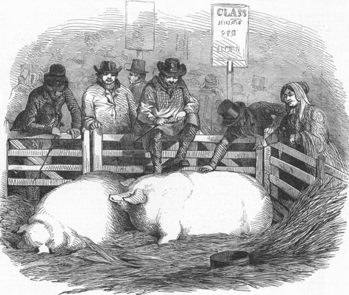 PIGS. Fat pigs, antique print, 1848