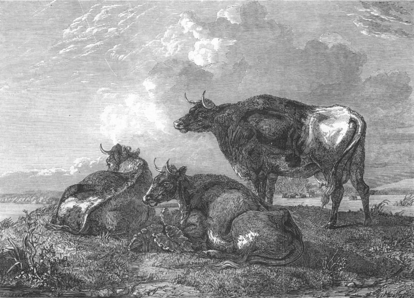 Associate Product COWS. Reposing, antique print, 1848