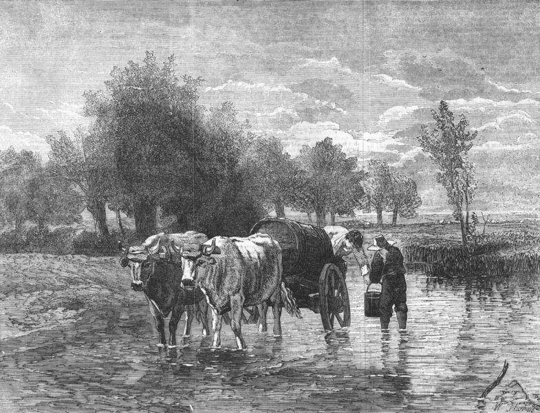 Associate Product COWS. The water-cart, antique print, 1856