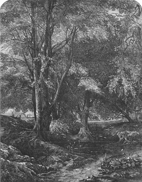 Associate Product LANDSCAPES. Haunt of the fallow deer, antique print, 1855