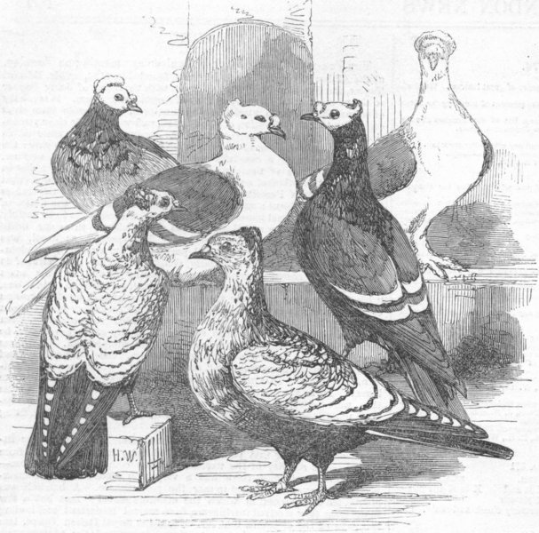 Associate Product BIRDS. Brunswick, Suabian & Saxon pigeons, antique print, 1855