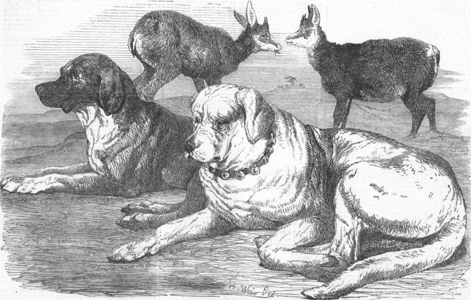 Associate Product DOGS. Male & female chamois & St Bernards, antique print, 1855