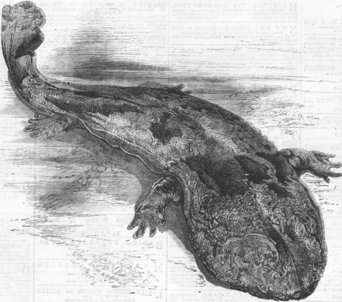 JAPAN. Gt Salamander of(Sieboldia Maxima), antique print, 1860