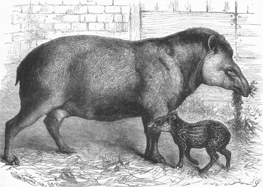 Associate Product FAMILY. New-born Tapir & its mother , antique print, 1882