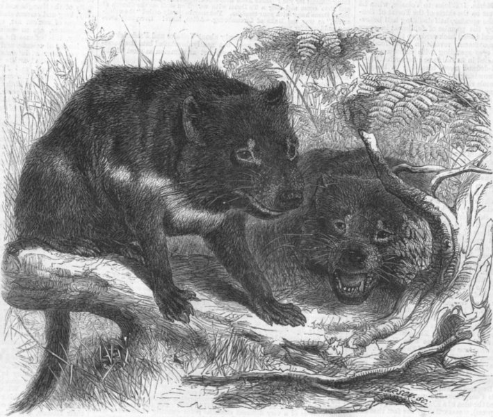 TASMANIAN DEVIL. Ursine Dasyure(Dasyurus Ursinus), antique print, 1861