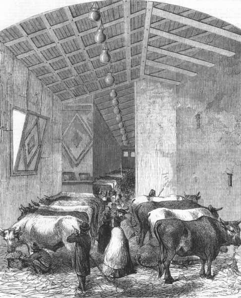 Associate Product COWS. Dept, Italian Expo, Florence, antique print, 1861
