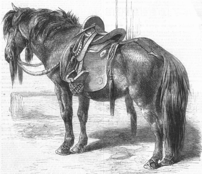 Associate Product HORSES. Japanese horse, antique print, 1861