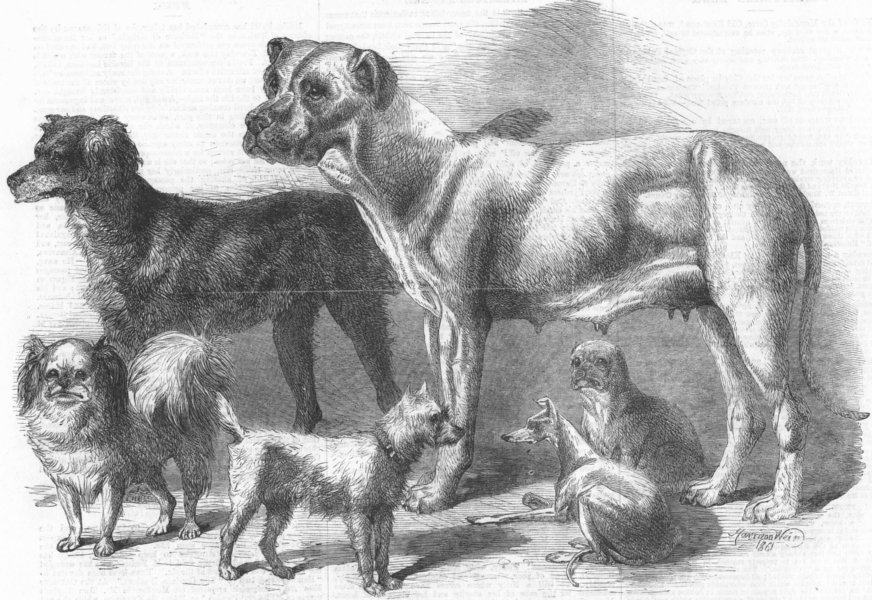 DOGS. Prize dogs at the Leeds show, antique print, 1861