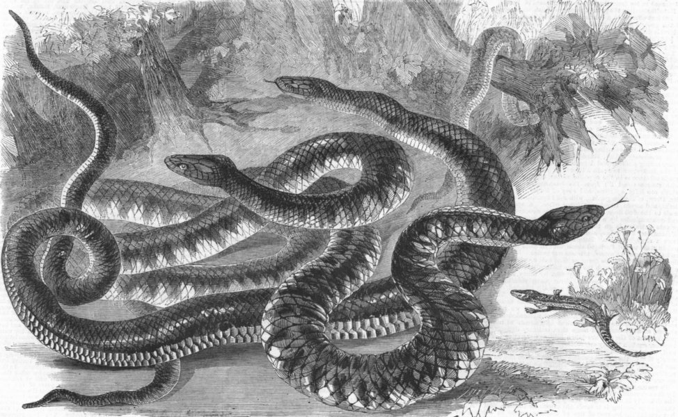 Associate Product ANIMALS. Australian Venemous serpents reptiles, antique print, 1860