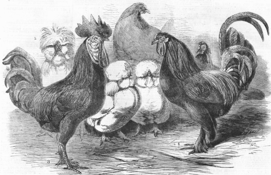 LONDON. Poultry show, Crystal Palace, antique print, 1860