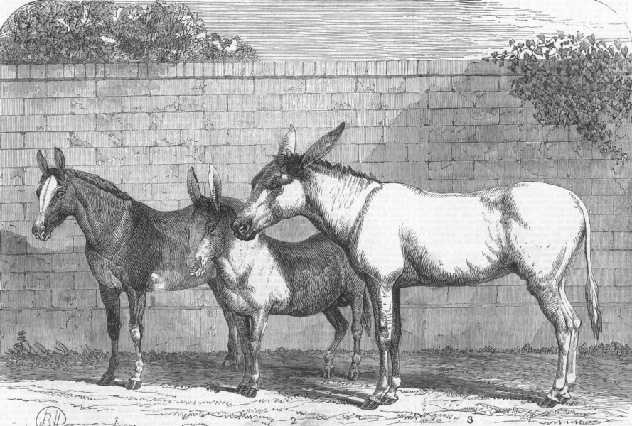 Associate Product ISLINGTON. Prize donkey, mule, show, agricultural hall, antique print, 1864