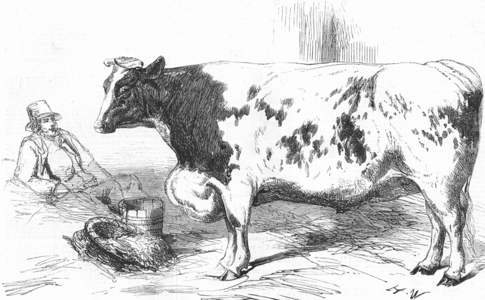Associate Product OXEN. Prize shorthorn, Smithfield, antique print, 1857