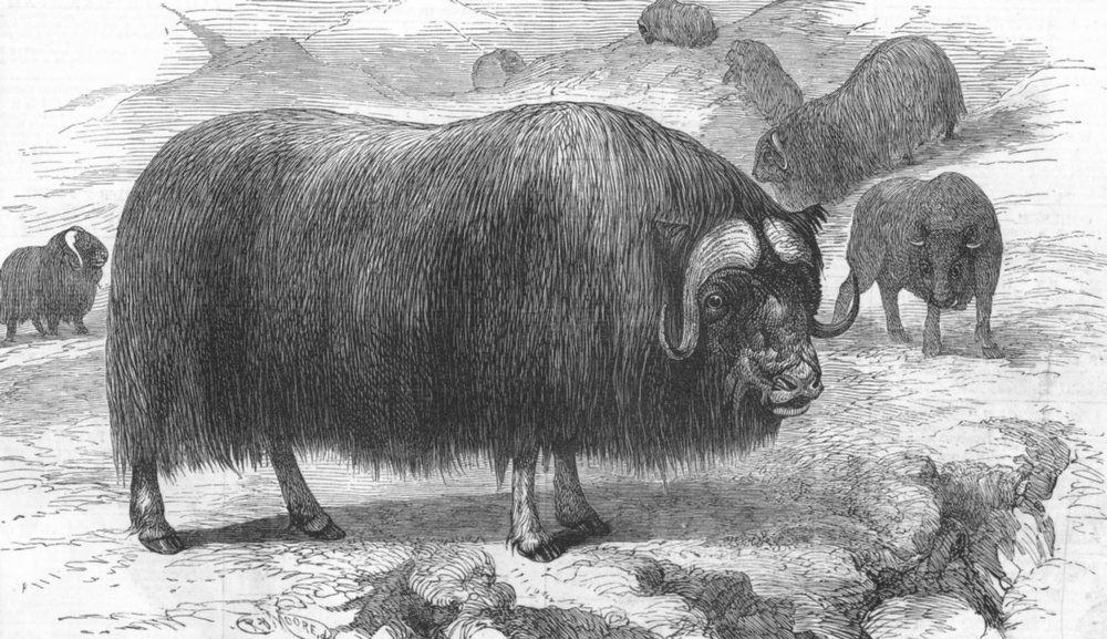 Associate Product ANIMALS. Musk ox, antique print, 1877