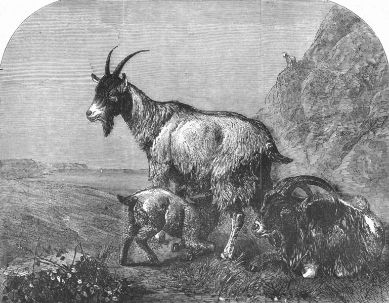 Associate Product GOATS. A family group, antique print, 1857
