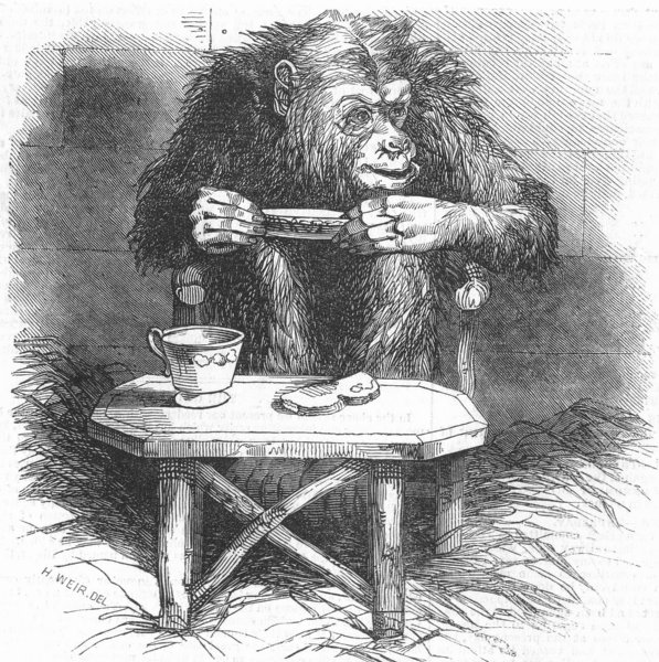 CHIMPS. Chimpanzee, antique print, 1845