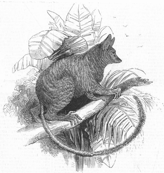 Associate Product ANIMALS. Galago, antique print, 1845