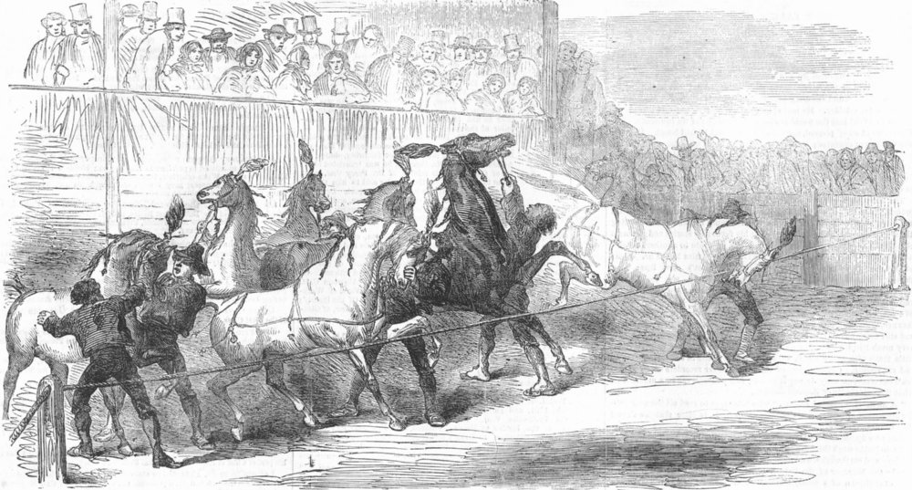 Associate Product ITALY. Carnival races at Rome, antique print, 1856