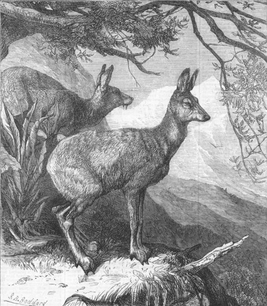 Associate Product DEER. The musk deer, antique print, 1869