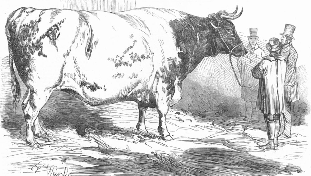 Associate Product LONDON. Verney's Huge short-horned ox, Smithfield, antique print, 1853