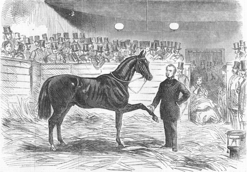 Associate Product HORSES. Cruiser after Rarey's Treatment, antique print, 1858