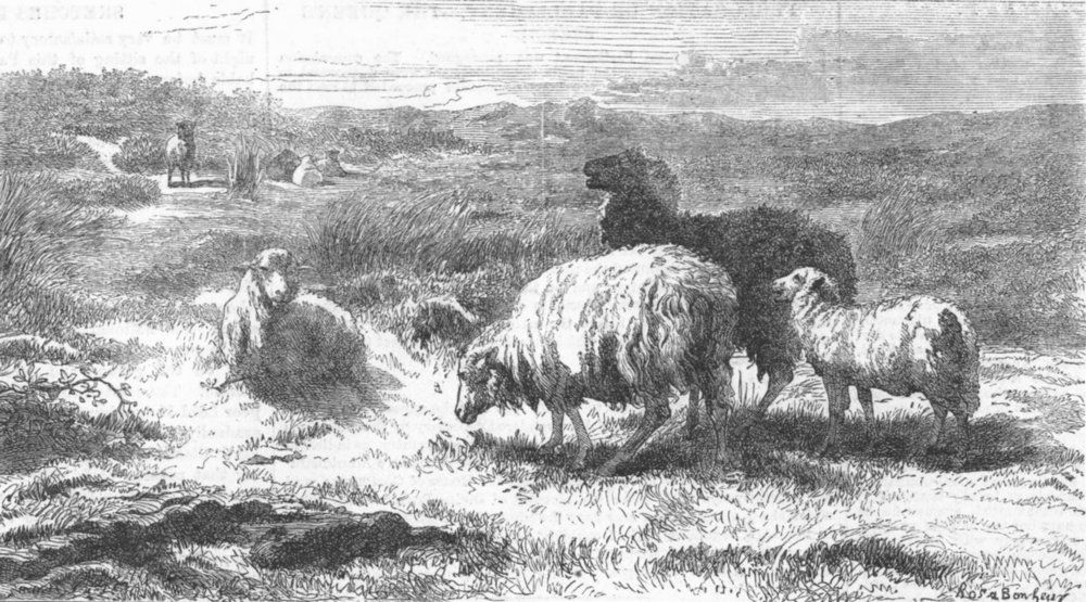 Associate Product FRANCE. Sheep, landscape(Brittany), antique print, 1859
