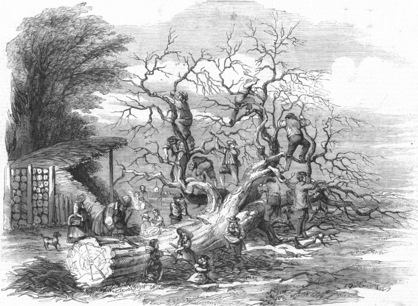 Associate Product LONDON. Oak-barking, antique print, 1859